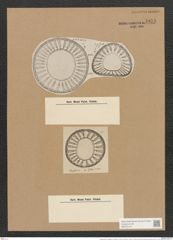 Campylodiscus horologium var. pfitzeri (A. Schm.) (de-Toni-Nr.: Genus 57, Species 2458) Zeichnungen Sammlung Grunow Nr. 4951 (NHMW-BOT-W0373170)